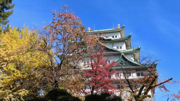 名古屋城　天守　紅葉 名古屋城,尾張徳川家,御三家の写真素材
