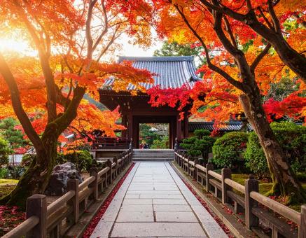 日本の紅葉 秋の寺院 日本の紅葉 秋の寺院の写真
