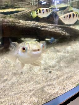 正面から見た魚 正面から見た魚の写真