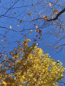 紅葉 紅葉 紅葉,秋,黄色の写真素材