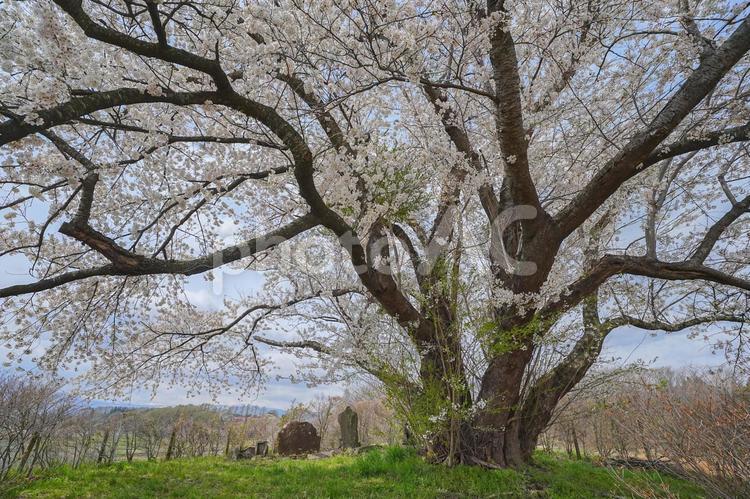 為内の一本桜 為内の一本桜,八幡平市,桜の写真素材