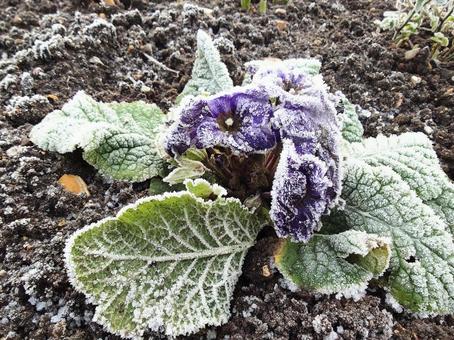 霜のついたプリムローズの花　イギリス 霜,冬,寒いの写真素材