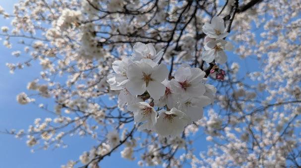 溢れる桜の花と青空 溢れる桜の花と青空の写真