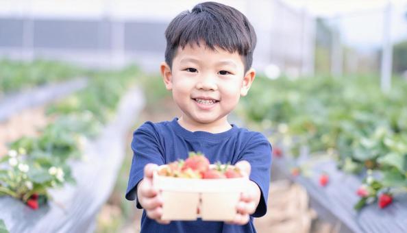 いちご狩り 苺畑でイチゴを摘む男の子 いちご狩り 苺畑でイチゴを摘む男の子の写真