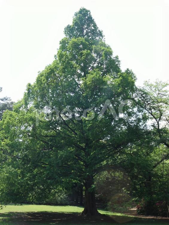 大きな木2 木,緑,自然の写真素材