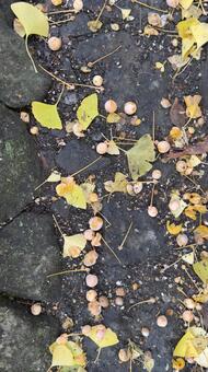 銀杏の実と落葉　上田城 木の実,落葉,秋の写真素材