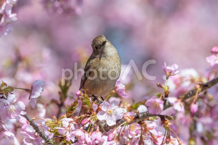 桜の中で佇むジョウビタキの雌 ジョウビタキ,鳥,野鳥の写真素材