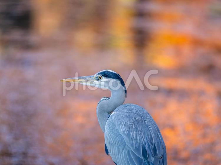アオサギのアップ サギ,アオサギ,野鳥の写真素材