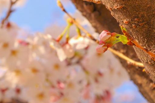 桜の蕾と幹 桜の蕾と幹の写真