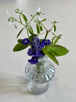 小さい花瓶の花 小さい花瓶の花 紫色,パープル,花の写真素材