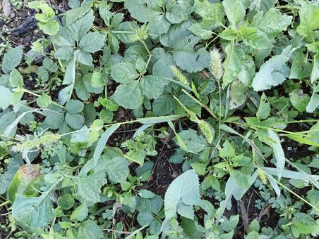 葉っぱ898 植物,自然,グリーンの写真素材