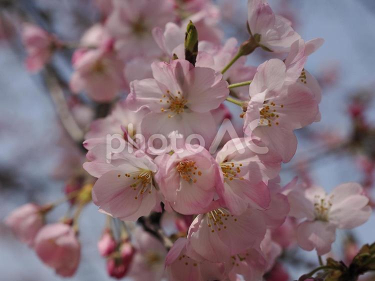 2025年の桜 桜,さくら,ソメイヨシノの写真素材