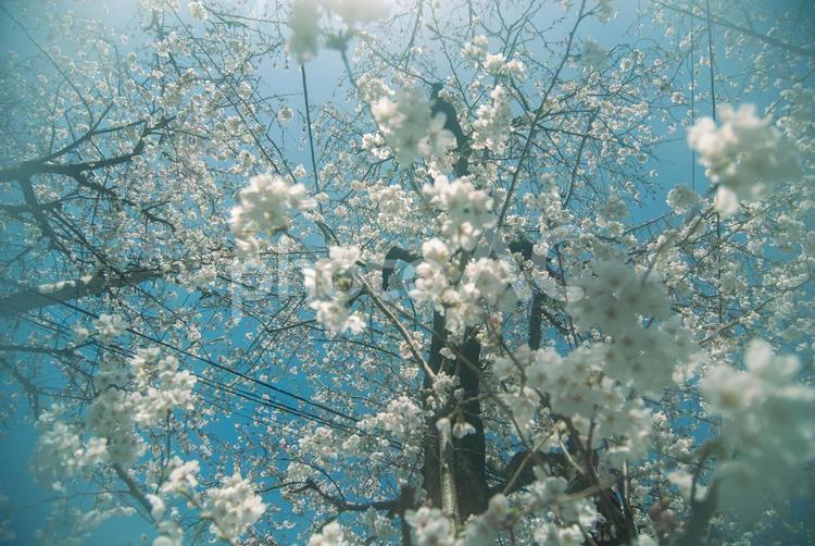 桜の花を見上げて 春,桜,花の写真素材