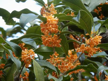 【花の写真】キンモクセイ（金木犀）の写真