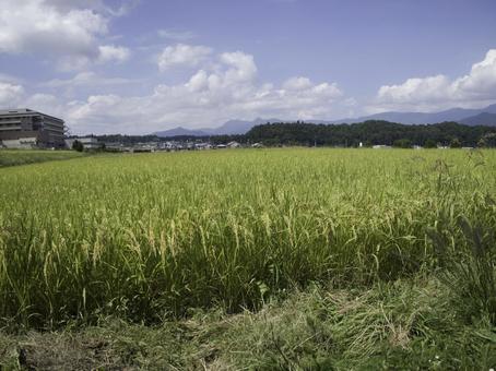 たわわに実る稲穂 たわわに実る稲穂 稲穂,稲,クローズアップの写真素材