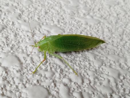 キリギリス キリギリス,きりぎりす,バッタの写真素材