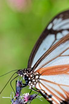 アサギマダラのクローズアップ アサギマダラのクローズアップの写真