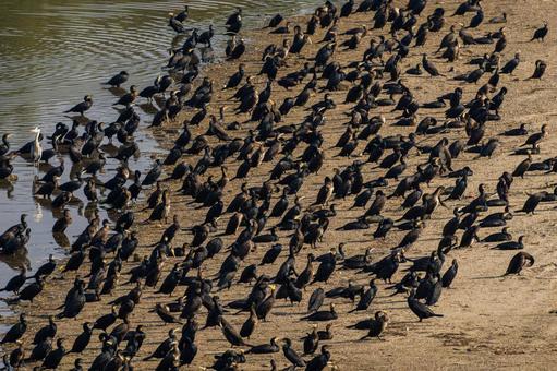 水辺のカワウ 水辺のカワウの写真