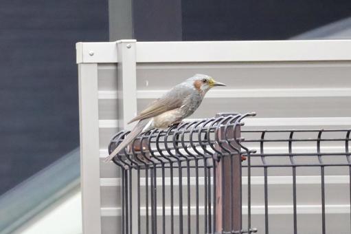 住宅地のヒヨドリ 日本の野鳥 春 住宅地のヒヨドリ 日本の野鳥 春 ヒヨドリ,野鳥,日本の写真素材