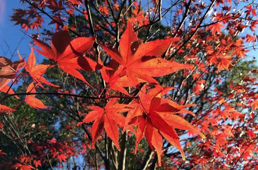 紅葉 紅葉の写真