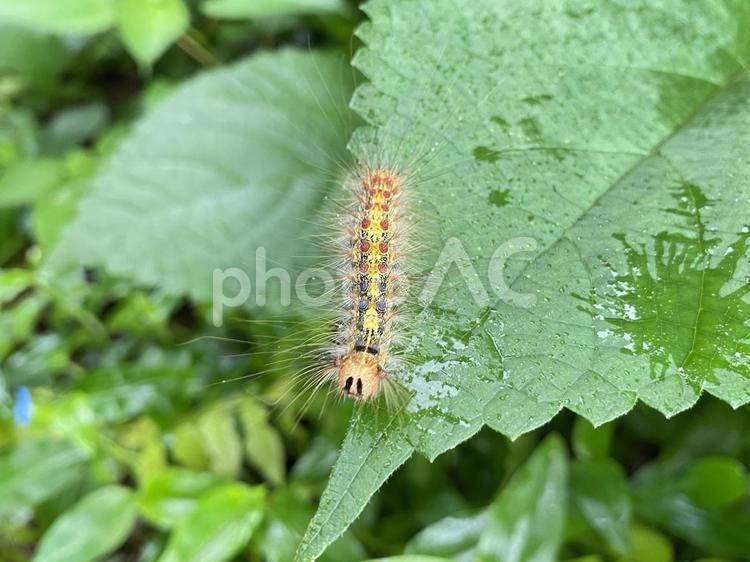 葉の上にいるマイマイガの幼虫 マイマイガ,幼虫,毛虫の写真素材