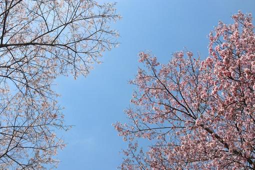 桜 桜の写真