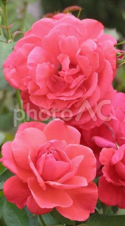 18101道の駅妻沼秋バラ バラ,薔薇,花の写真素材