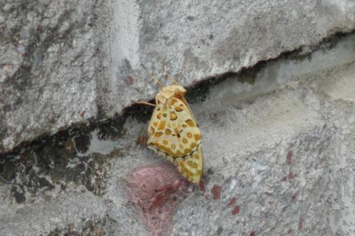 ツマグロヒョウモン　羽化の写真