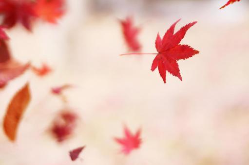 風に舞い落ちる紅葉の葉っぱ 風に舞い落ちる紅葉の葉っぱ 紅葉,秋,もみじの写真素材