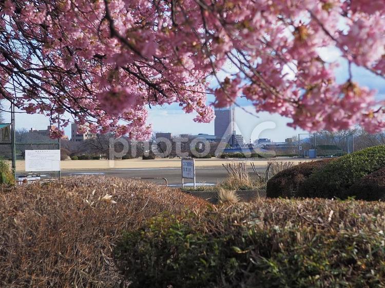 国体道路沿いの河津桜から群馬県庁を望む 国体道路沿いの河津桜,群馬県前橋市,敷島タクシーの写真素材