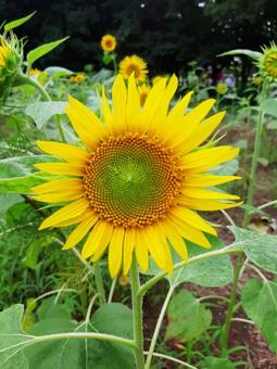 ひまわりの写真