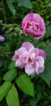 薔薇 薔薇,ピンク,花の写真素材