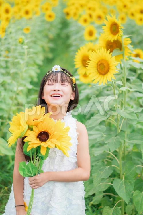 ひまわり畑と笑顔の女の子 ひまわり,笑顔,女の子の写真素材