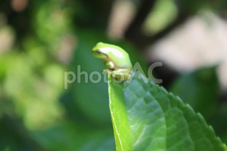 緑のアマガエル004 アマガエル,ニホンアマガエル,カエルの写真素材