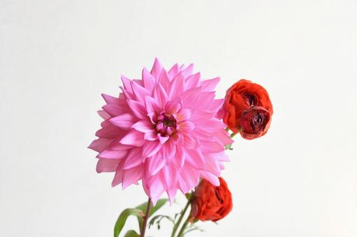 ダリアとラナンキュラス ダリア,ラナンんキュラス,ピンクの写真素材