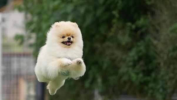 Flying dog（ポメラニアン） 犬,ポメラニアン,飛行犬の写真素材