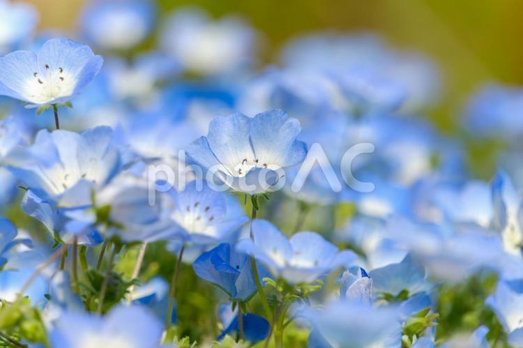 春の陽光に包まれたネモフィラの花畑 ネモフィラ,花,花びらの写真素材