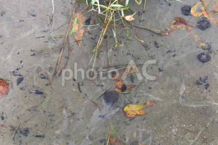 日本の田舎の懐かしい風景　小魚 日本,田舎,懐かしいの写真素材
