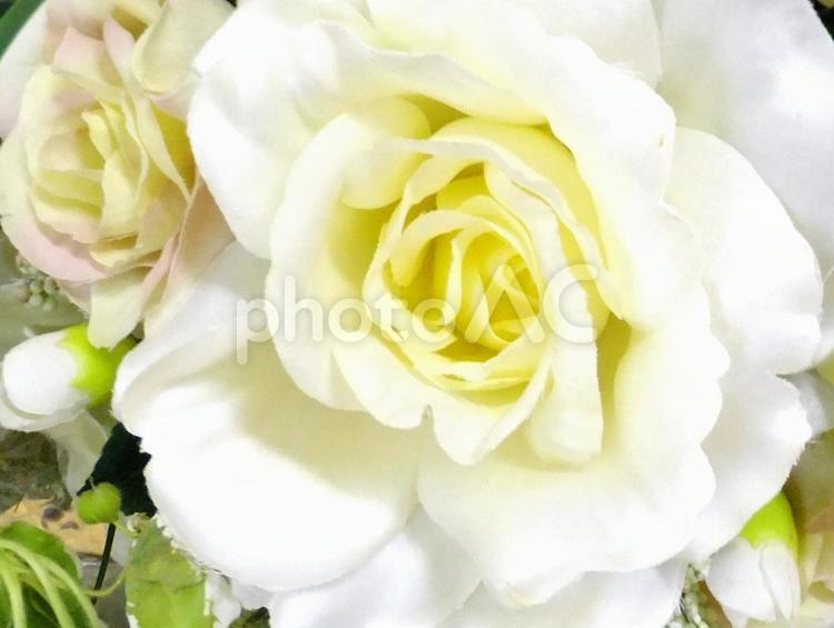 薔薇のディスプレイ 薔薇,バラ,ばらの写真素材