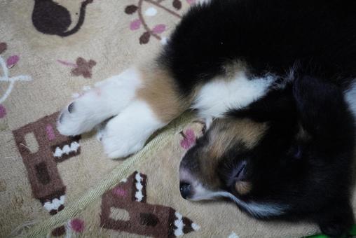 爆睡するボーダーコリーの赤ちゃん ボーダーコリー,子犬,犬の写真素材
