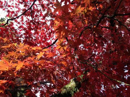 autumn leaves, JPG