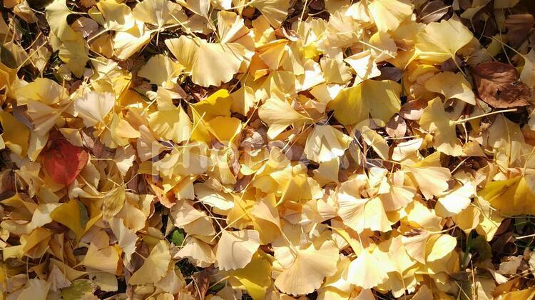 イチョウの絨毯 イチョウの絨毯,イチョウ,銀杏の写真素材