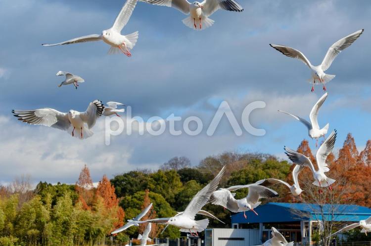青空を舞うカモメたち カモメ,鳥,空の写真素材