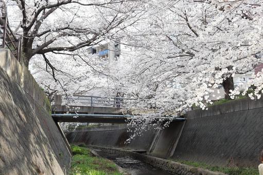 志井川の桜並木 志井川の桜並木 志井川,桜並木,さくらの写真素材