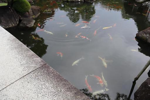 日本庭園 鯉 日本庭園 鯉の写真