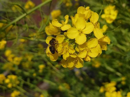 カラシナの花とニホンミツバチ ニホンミツバチ,昆虫,虫の写真素材