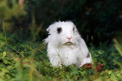 ペットのうさぎ うさぎ,ペット,干支の写真素材