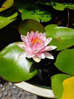 睡蓮、花、8月 睡蓮、花、8月 睡蓮,花,植物の写真素材