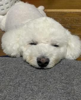 ぐうたらしてる犬 ぐうたらしてる犬の写真
