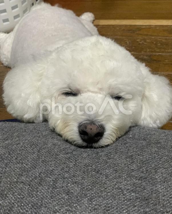 ぐうたらしてる犬 犬,白,ビションフリーゼの写真素材